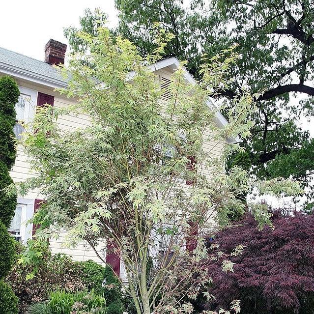 Acer palmatum ‘Oridono nishiki’ ~ Oridono nishiki Japanese Maple-ServeScape