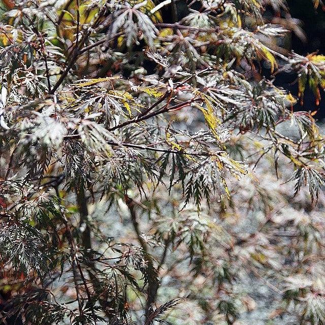 Acer palmatum 'Garnet' ~ Garnet Japanese Maple-ServeScape