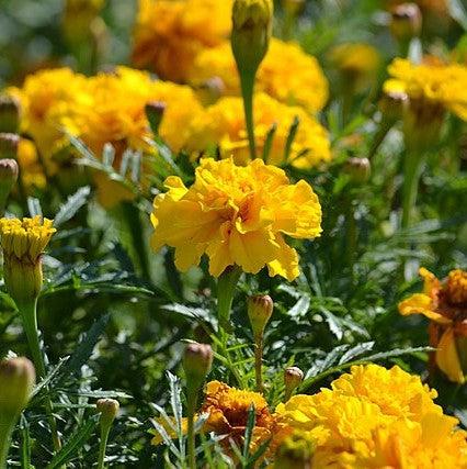Tagetes patula 'PAS97727' ~ Durango® Yellow French Marigold-ServeScape