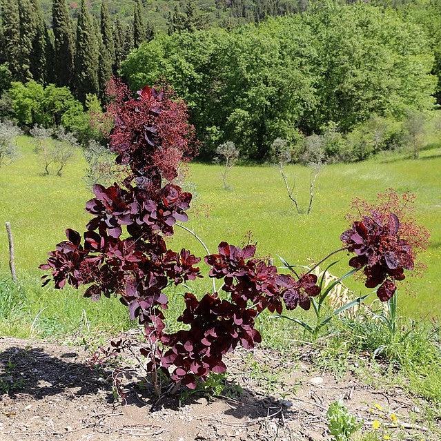 Cotinus coggygria 'Dusky Maiden' ~ Dusky Maiden Smoke Tree-ServeScape