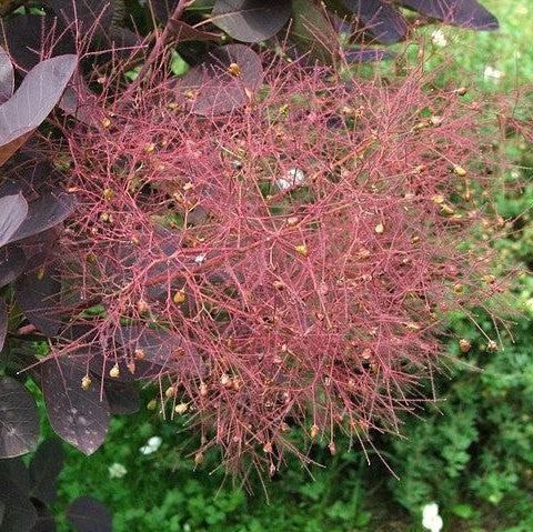 Cotinus coggygria 'Dusky Maiden' ~ Dusky Maiden Smoke Tree-ServeScape