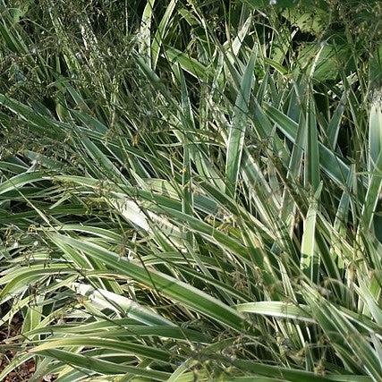 Dianella tasmanica 'Silver Streak' ~ Silver Streak™ Flax Lily-ServeScape