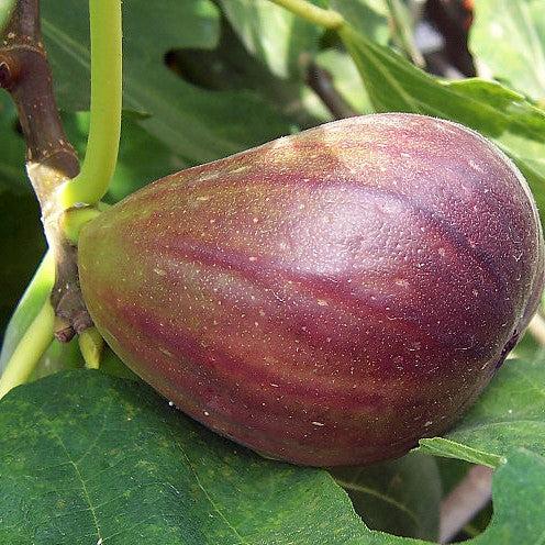 Ficus carica 'Texas Everbearing' ~ Texas Everbearing Fig-ServeScape