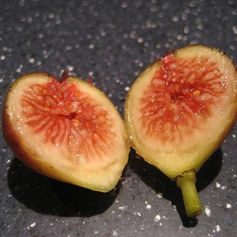 Ficus carica 'Texas Everbearing' ~ Texas Everbearing Fig-ServeScape
