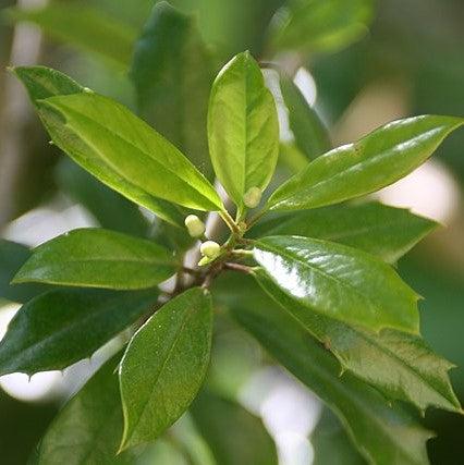 Ilex attenuata 'Foster #2' ~ Foster #2 Holly-ServeScape