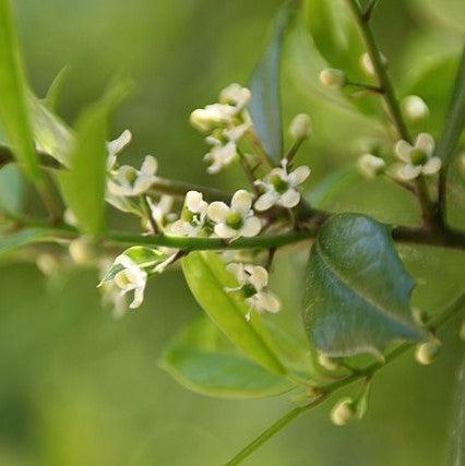Ilex attenuata 'Foster #2' ~ Foster #2 Holly-ServeScape