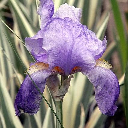 Iris pallida 'Albo Variegata' ~ White Variegated Zebra Iris-ServeScape