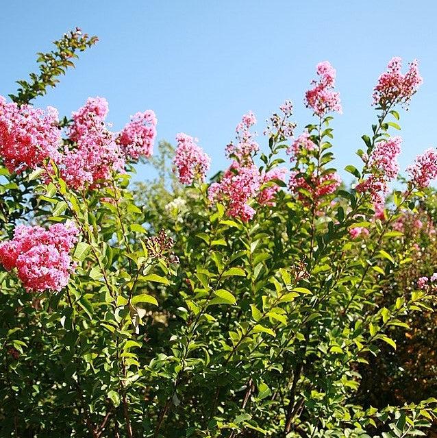 Lagerstroemia indica x fauriei 'Miami' ~ Miami Crape Myrtle-ServeScape