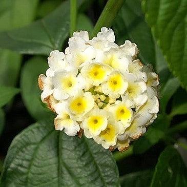 Lantana camara 'Balucwhit' ~ Landmark™ White Lantana-ServeScape