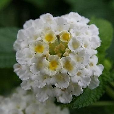 Lantana camara 'Balucwhit' ~ Landmark™ White Lantana-ServeScape