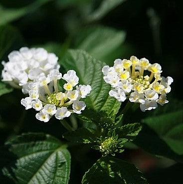 Lantana camara 'Balucwhit' ~ Landmark™ White Lantana-ServeScape