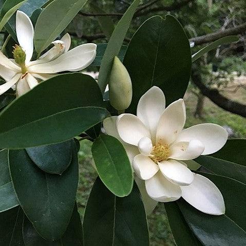 Magnolia virginiana 'Northern Belle' ~ Northern Belle Magnolia-ServeScape