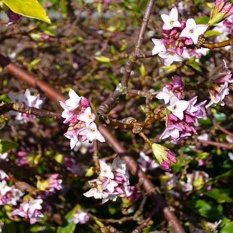 Daphne odora 'Aureomarginata' ~ Gold-Edged Winter Daphne-ServeScape