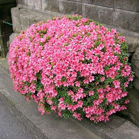 Rhododendron Chinzan' ~ Chinzan Satsuki Azalea-ServeScape