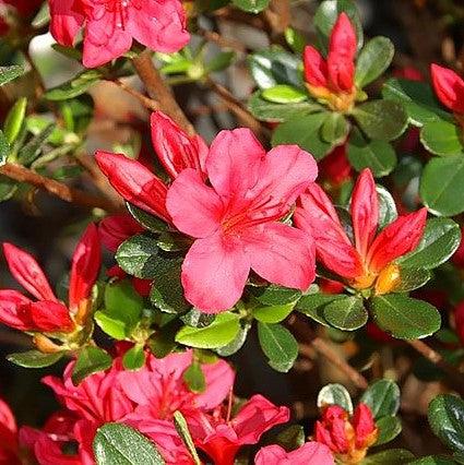 Rhododendron x 'Hino Crimson' ~ Hino Crimson Azalea-ServeScape
