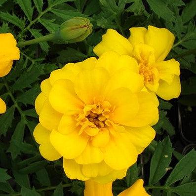 Tagetes patula 'PAS97727' ~ Durango® Yellow French Marigold-ServeScape