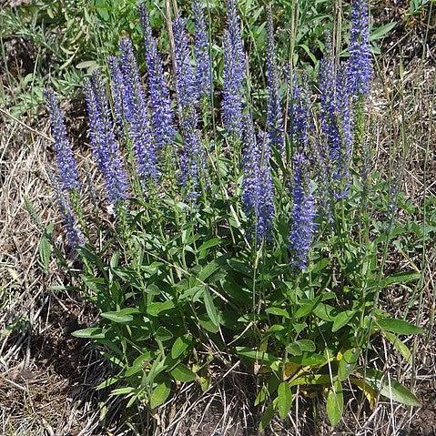 Veronica spicata 'Novaverlig' PP #26,661 ~ Moody Blues® Sky Blue Veronica-ServeScape