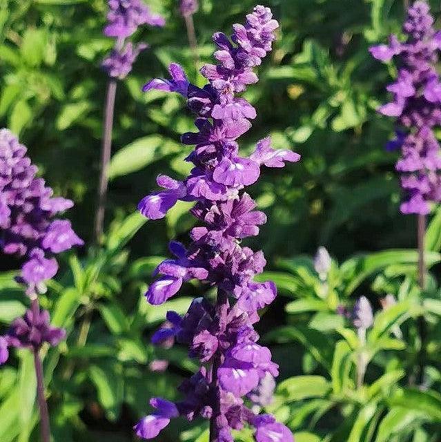 Salvia farinacea 'Cathedral Purple' ~ Cathedral® Purple Salvia-ServeScape