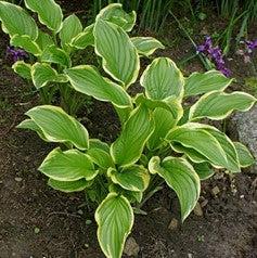 Hosta 'So Sweet' ~ So Sweet Hosta-ServeScape