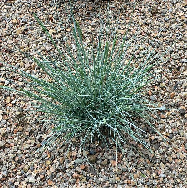 Festuca glauca ~ Blue Fescue-ServeScape