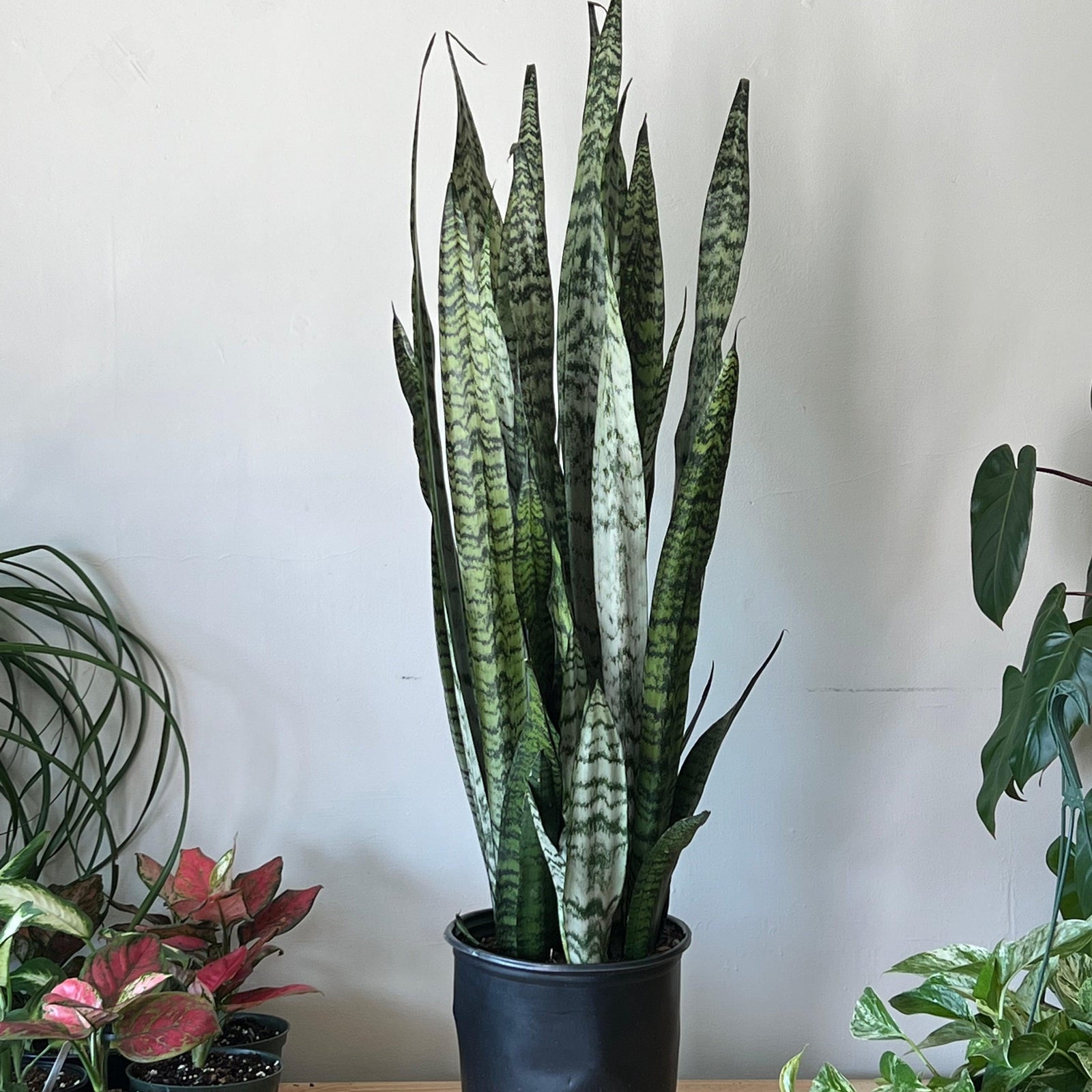 Sansevieria Zeylanica ~ Snake Plant Zeylanica-ServeScape