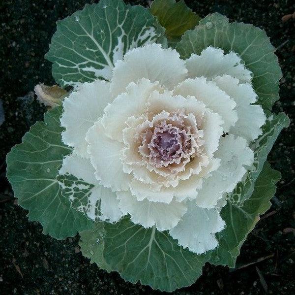 Brassica oleracea (Acephala Group) 'Osaka White' ~ Osaka White Ornamental Cabbage-ServeScape