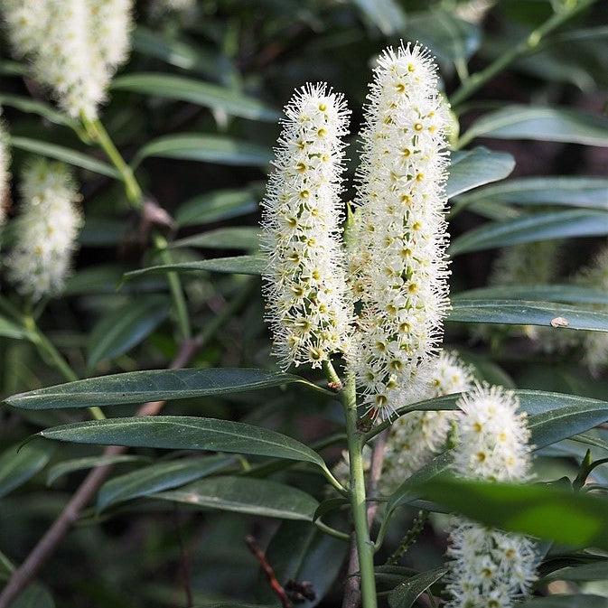 Prunus laurocerasus 'Schipkaensis' ~ West Coast Skip Laurel, Schipkaensis-ServeScape