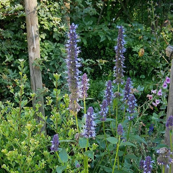 Agastache foeniculum ~ Anise Purple Hyssop-ServeScape