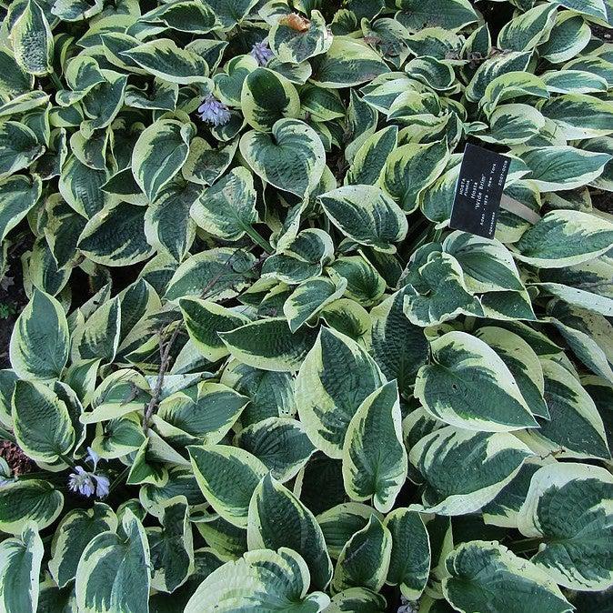 Hosta x 'Wide Brim' ~ Wide Brim Hosta-ServeScape