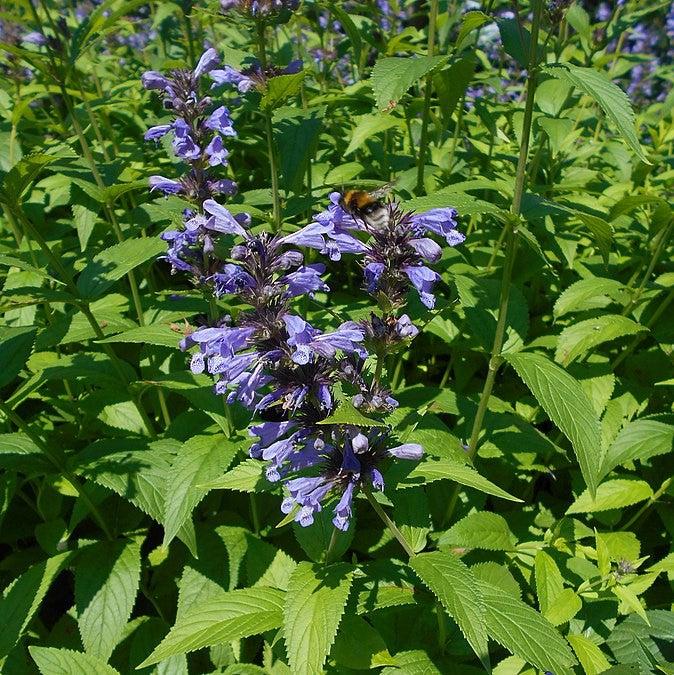 Nepeta kubanica 'Bokratune' ~ Neptune Catmint-ServeScape
