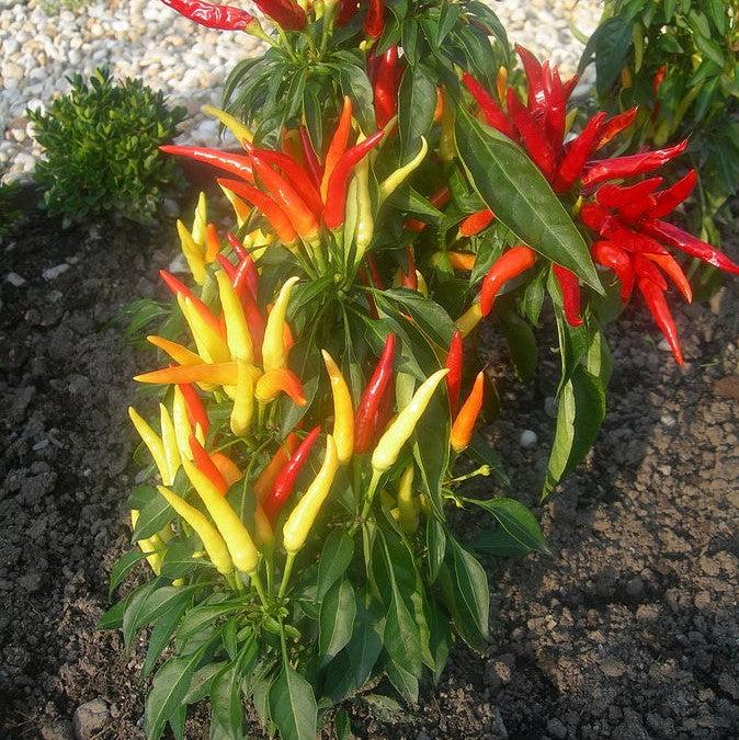 Capsicum annuum 'Medusa' ~ Medusa Ornamental Pepper-ServeScape