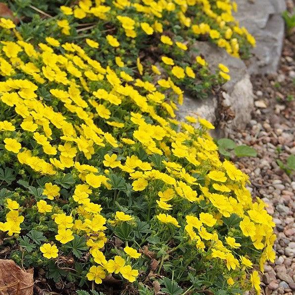 Potentilla neumanniana 'Nana' ~ Alpine Cinquefoil-ServeScape