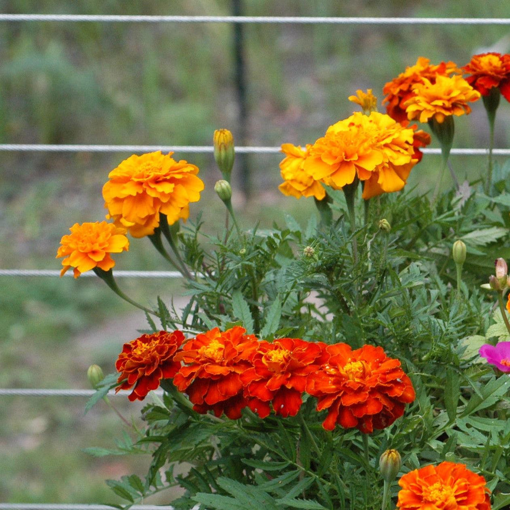 Tagetes patula 'PAS97727' ~ Durango® Orange French Marigold-ServeScape