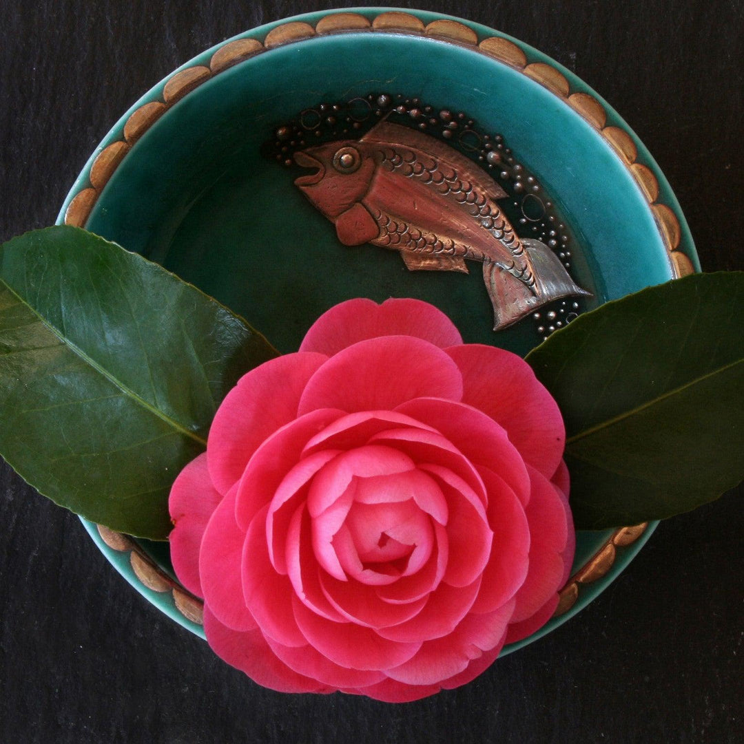 Camellia japonica 'Jacks' ~ Jacks Camellia-ServeScape