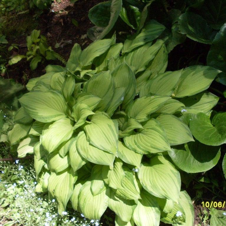 Hosta 'Dancing Darling' ~ Dancing Darling Hosta-ServeScape