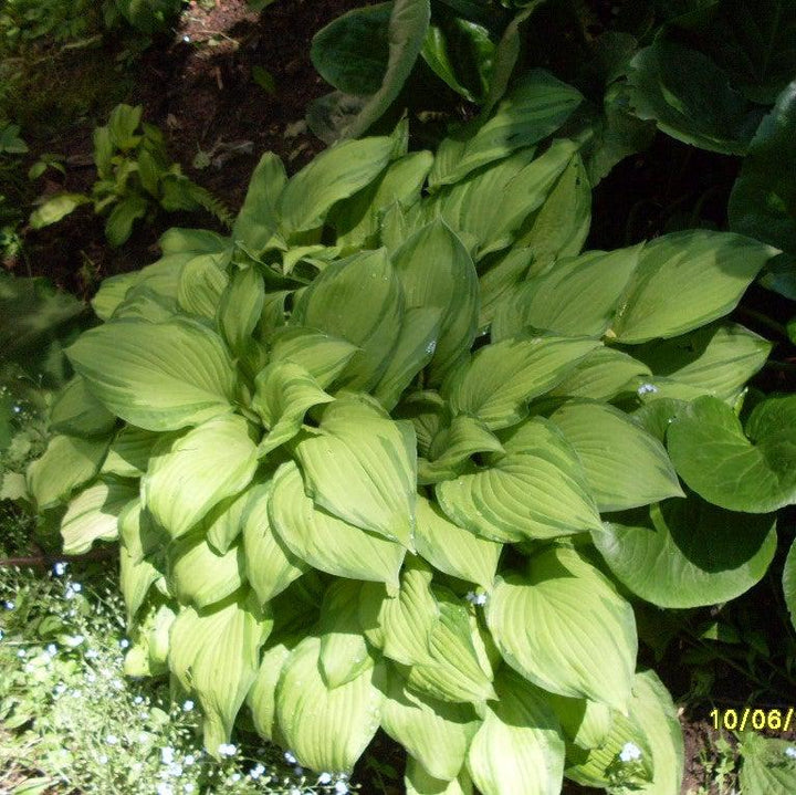 Hosta 'Dancing Darling' ~ Dancing Darling Hosta-ServeScape