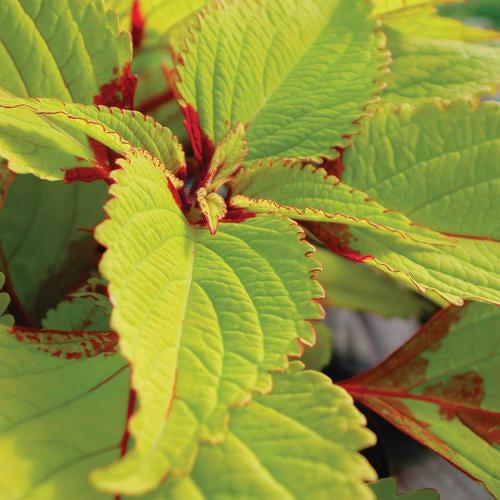Solenostemon scutellarioides 'Pineapple’ ~ Pineapple Coleus-ServeScape