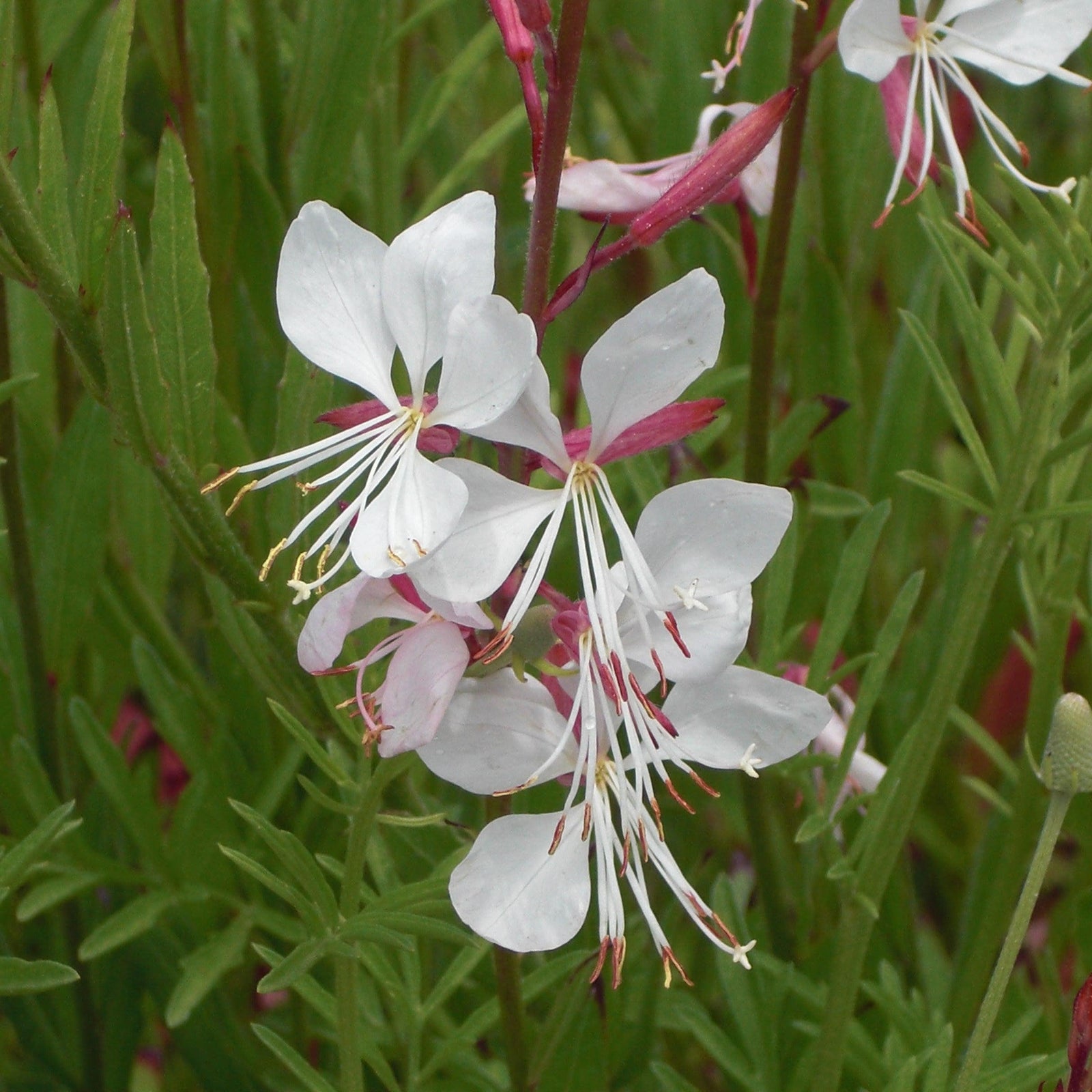 Gaura lindheimeri 'Whirling Butterflies' ~ Whirling Butterflies Gaura-ServeScape