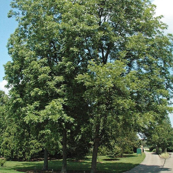 Carya 'Desirable' ~ Desirable Pecan-ServeScape