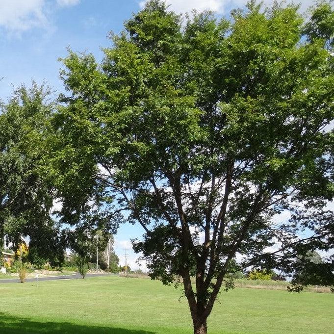 Ulmus parviflora ‘BSNUPF’ PP 17,655 ~ Everclear® Lacebark Elm-ServeScape