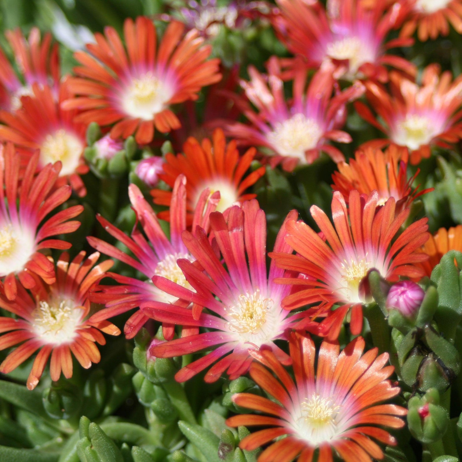 Delosperma 'PWWGO2S' ~ Red Mountain® Flame Ice Plant-ServeScape