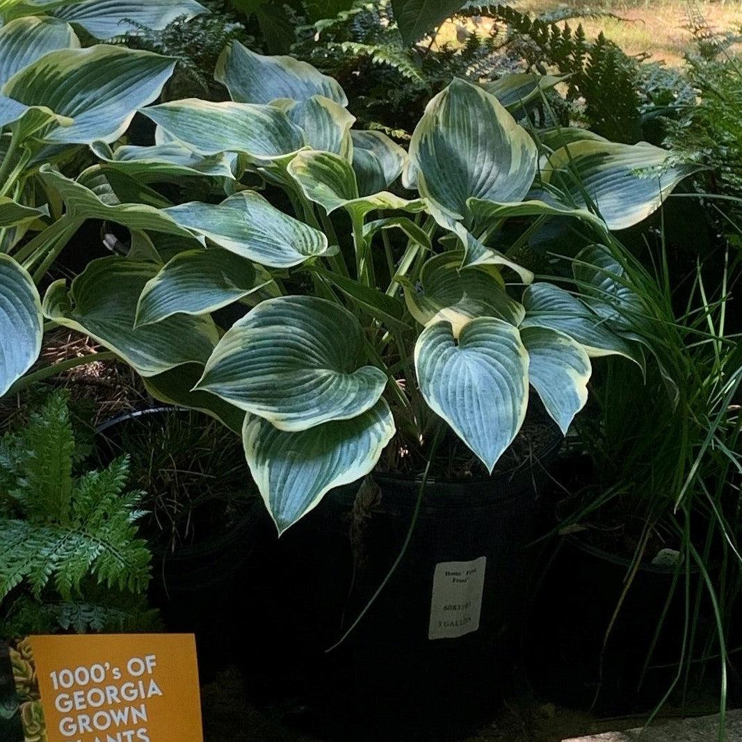Hosta 'First Frost' ~ First Frost Hosta-ServeScape