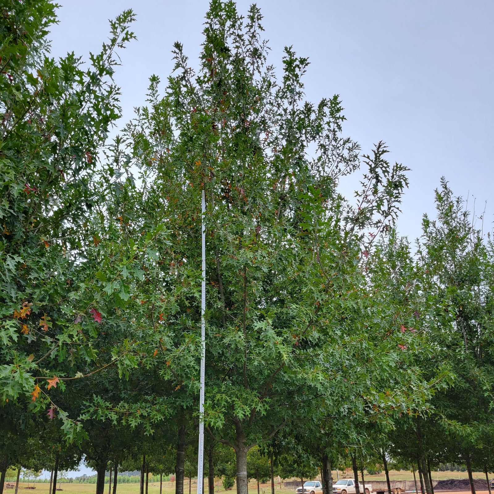 Quercus nuttallii 'QNSTC' ~ Esplanade® Nuttall Oak-ServeScape