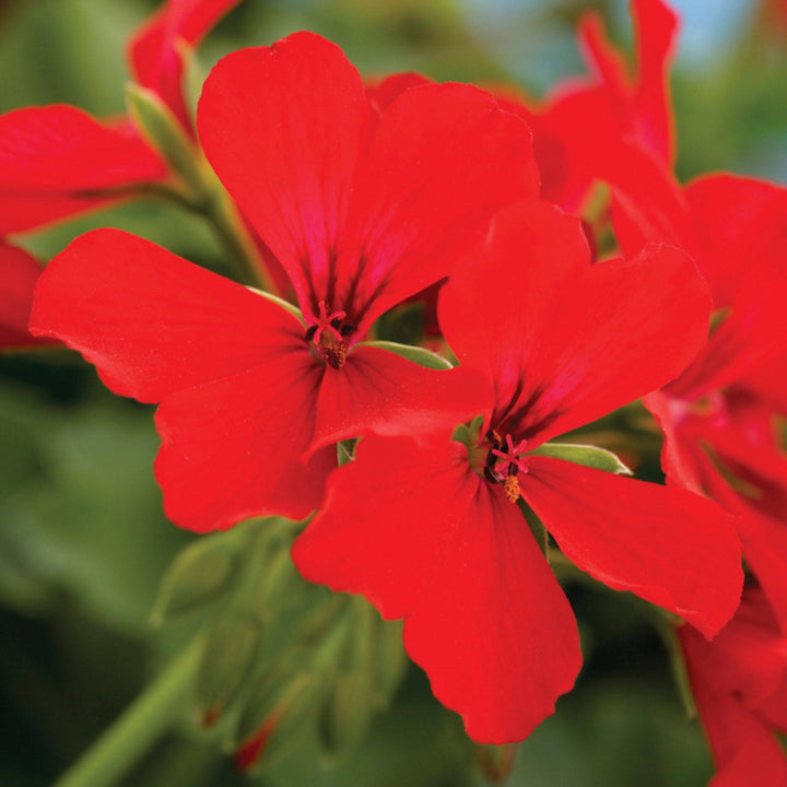 Pelargonium interspecific 'Caliente Deep Red' ~ Caliente® Deep Red Geranium-ServeScape