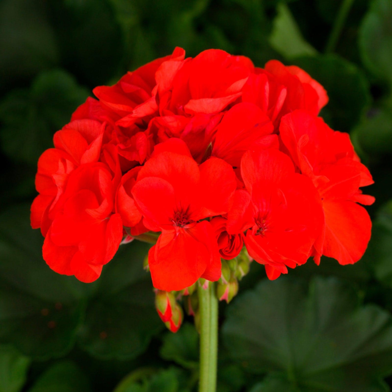 Pelargonium zonal 'Tango Orange' ~ Tango™ Orange Zonal Geranium-ServeScape