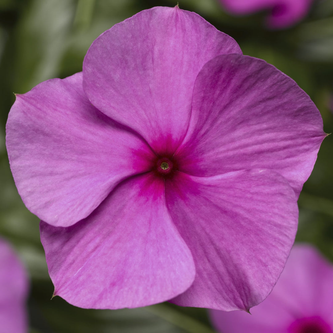 Catharanthus roseus 'Cora Cascade Lilac' ~ Cora® Cascade Lilac Vinca-ServeScape