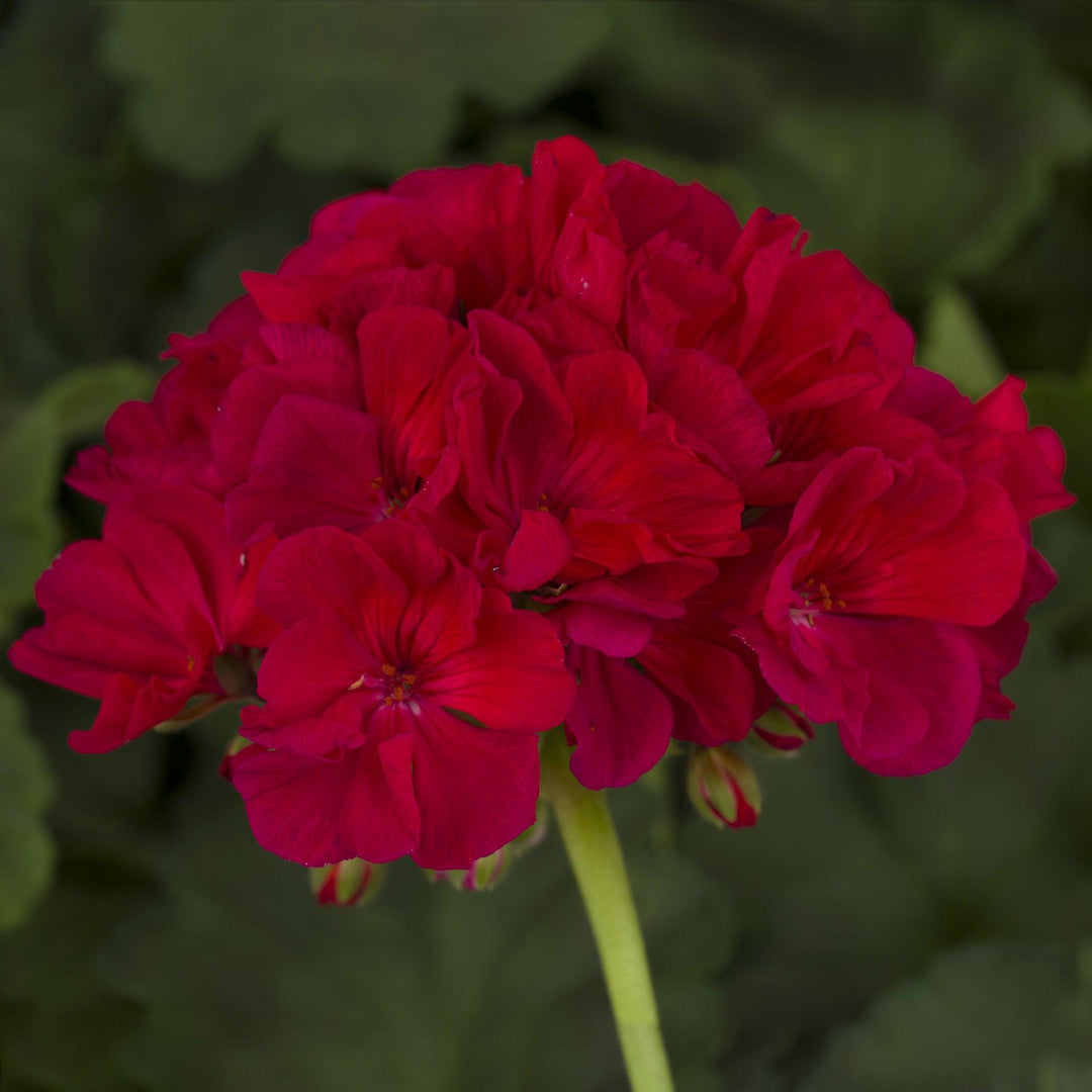 Pelargonium zonal 'Americana Cherry Rose' ~ Americana® Cherry Rose Zonal Geranium-ServeScape