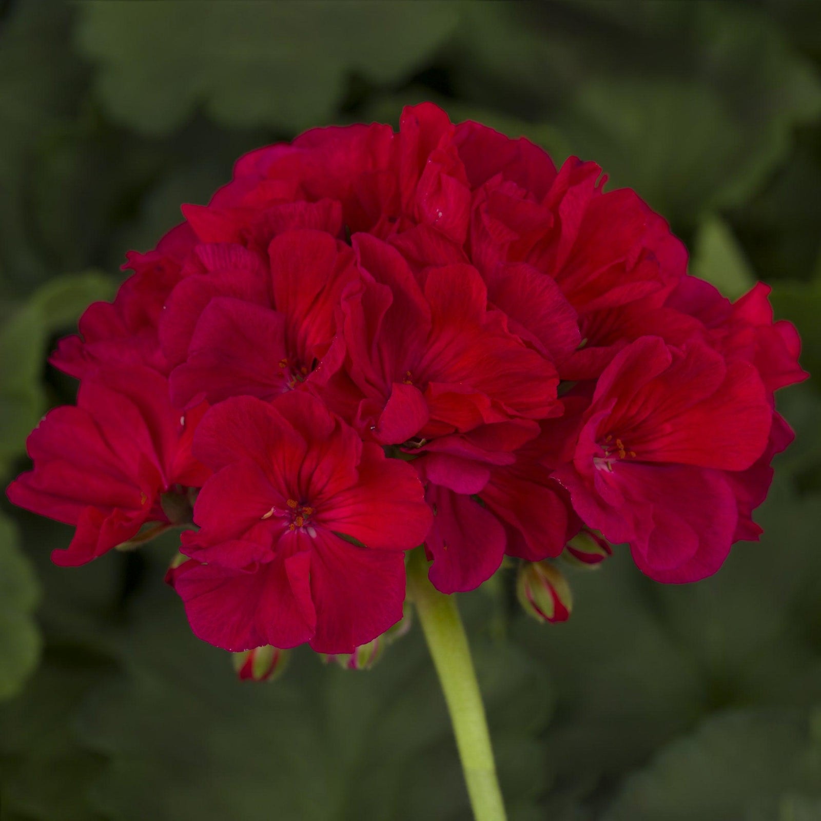 Pelargonium zonal 'Americana Cherry Rose' ~ Americana® Cherry Rose Zonal Geranium-ServeScape