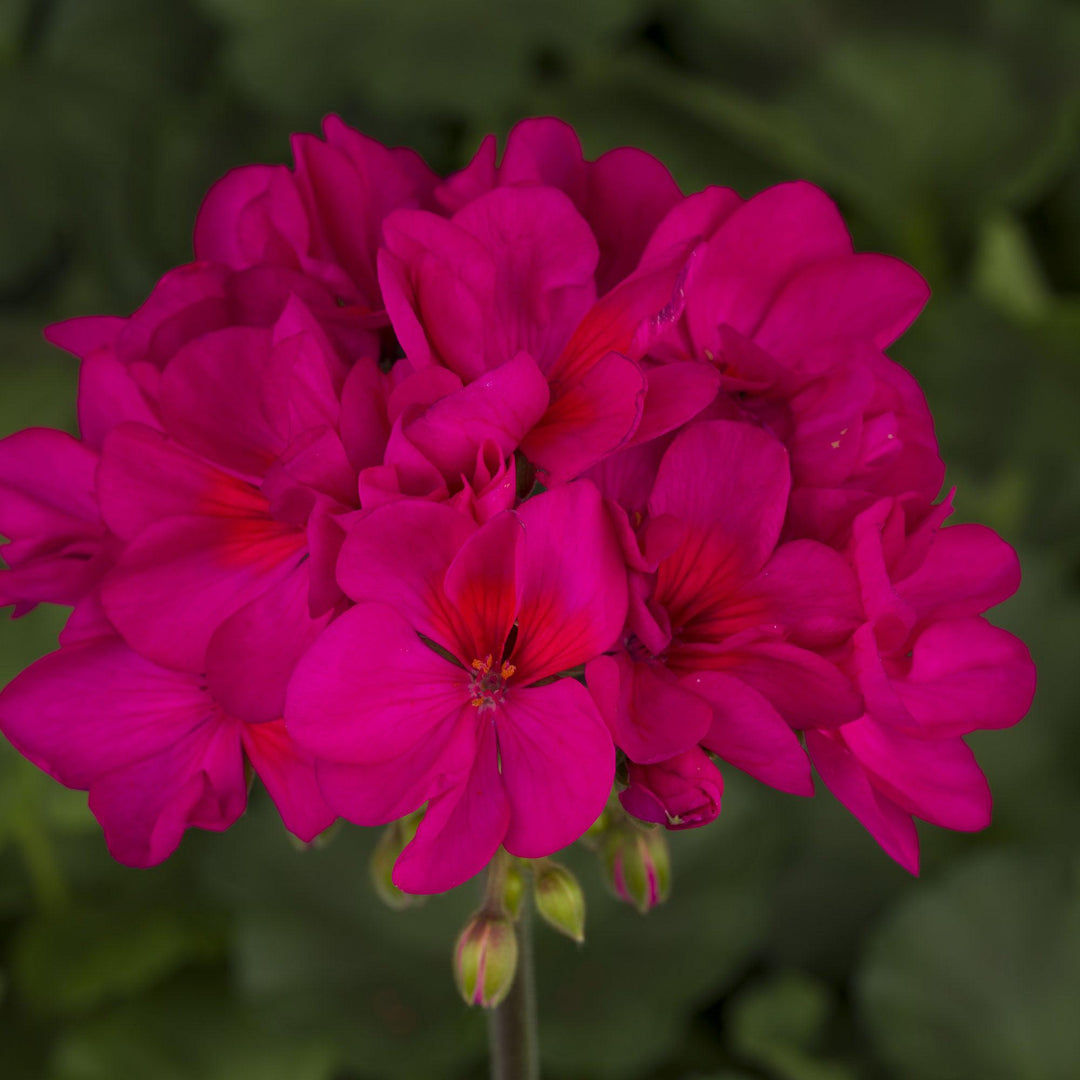 Pelargonium zonal 'Tango Violet' ~ Tango™ Violet Zonal Geranium-ServeScape