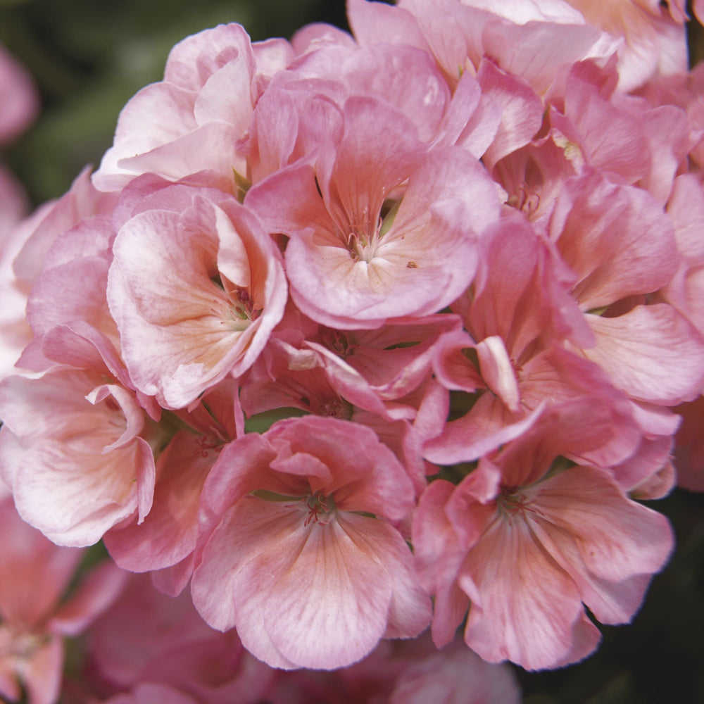 Pelargonium zonal 'Americana Salmon' ~ Americana® Salmon Zonal Geranium-ServeScape